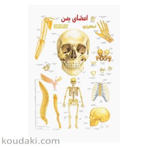 برچسب آموزشی استخوان
